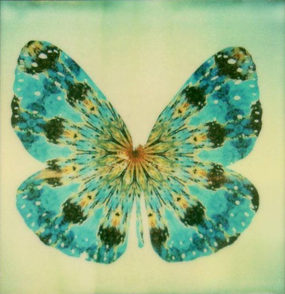 File:Nemeabutterfly.jpg